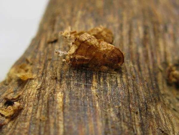 黄金价格 第8页