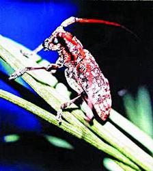 探索数字世界的奥秘，红五图库、天牛与神秘的天97654红五图库天牛图库天97654今天彩报