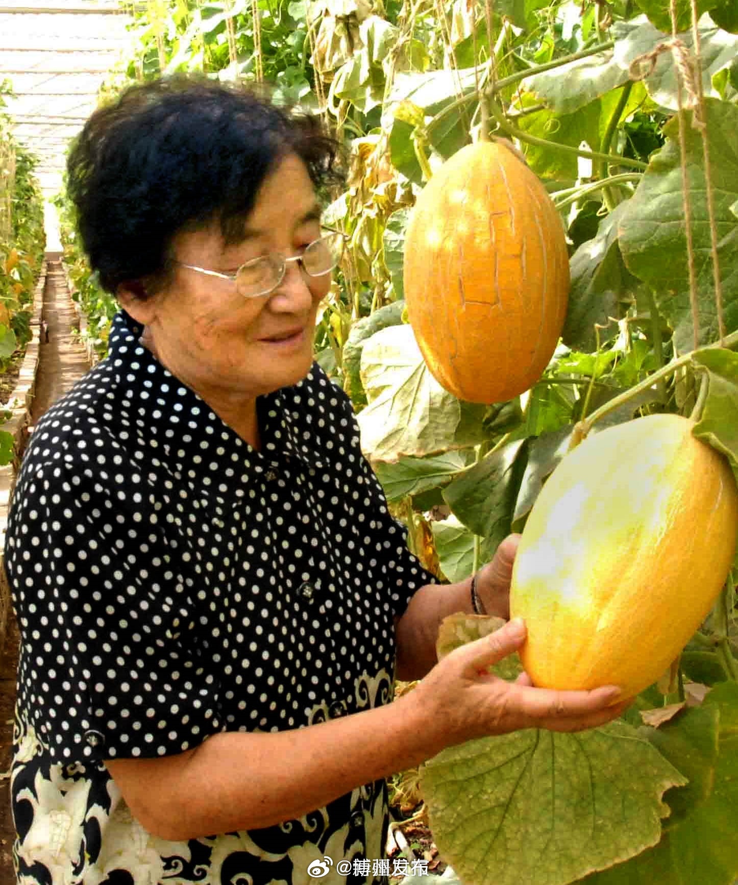 水果奶奶论坛，共享健康与快乐的绿色园地水果奶奶论坛19
